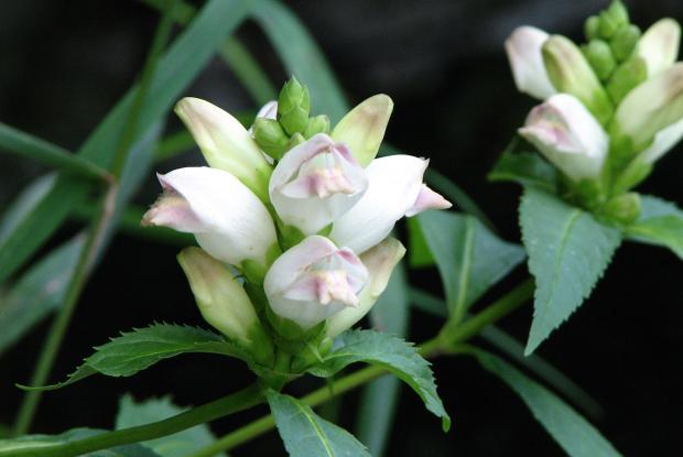 White Turtlehead - Chelone glabra
