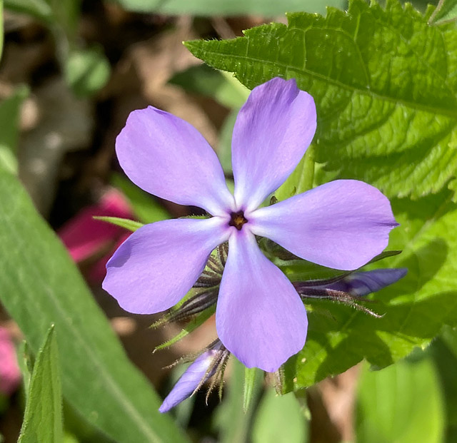 Wild Blue Phlox - Phlox divaricate