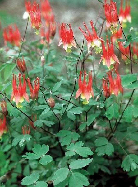 Wild Columbine - Aquilegia Canadensis