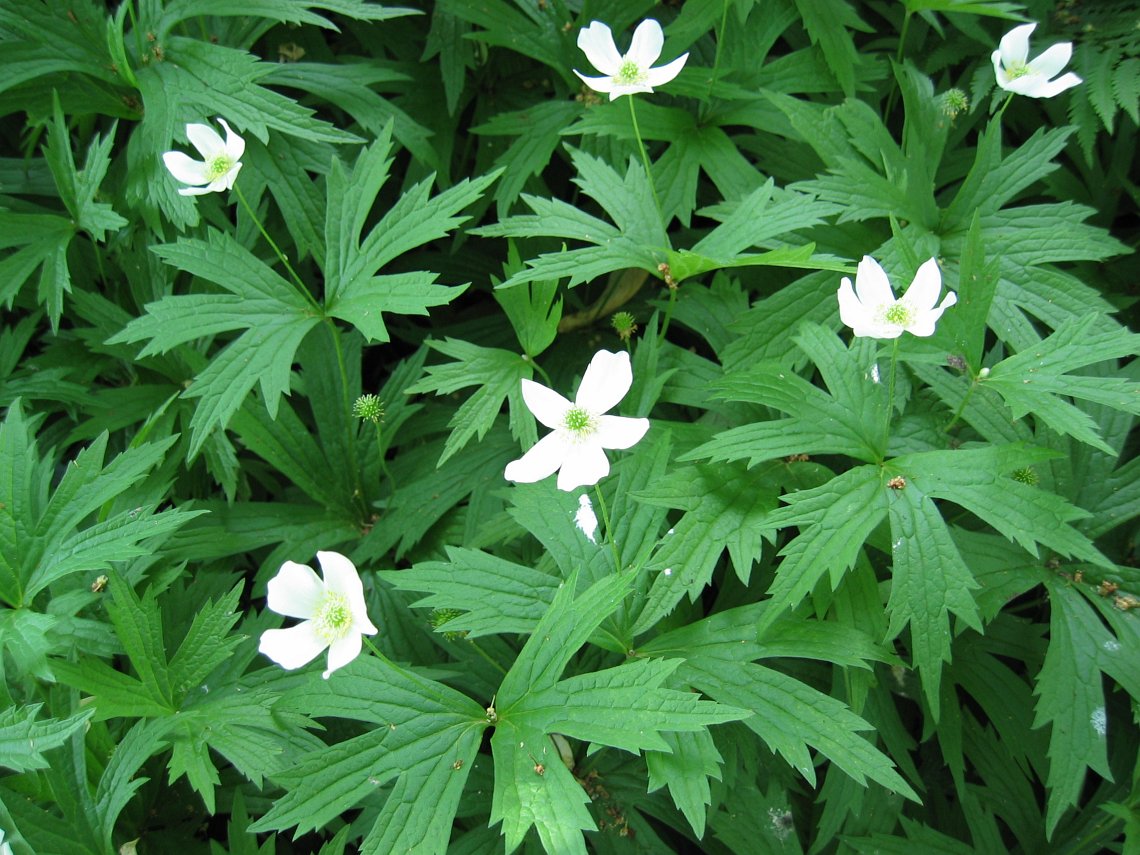 Windflower - Anemone canadensis