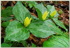 Yellow Wood Lily - Trillium luteum
